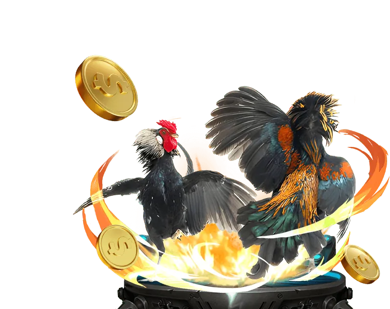 Đá gà cựa sắt gay cấn